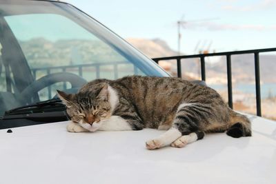 Close-up of cat sleeping