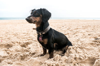 Dachshund at sandy beach