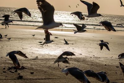 Close-up of birds flying at beach during sunset