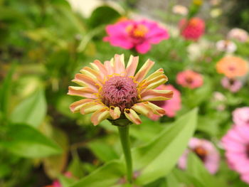 Close-up of pink flower