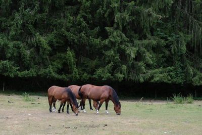 Horses grazing in a field