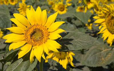 Close-up of yellow sunflower