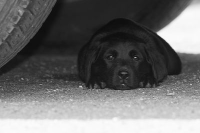 Cute portrait of an 8 week old black labrador puppy lying on the ground under a car