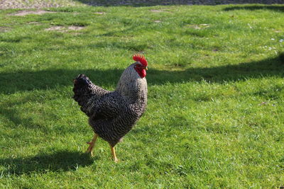 Rooster on field