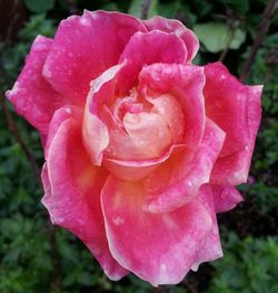 Close-up of pink rose