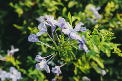 Close-up of white flowering plant