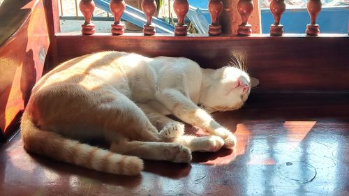 Cat sleeping on floor