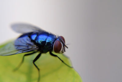 Close-up of fly on blue background