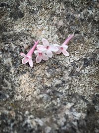 High angle view of pink flowers on rock