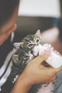 Cropped image of person feeding milk to kittens