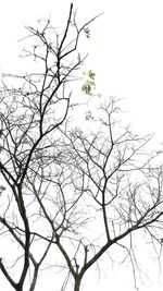 Low angle view of bare tree against clear sky