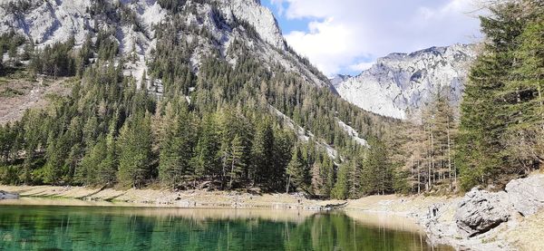 Panoramic view of pine trees by lake against sky