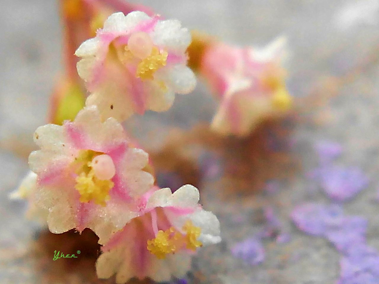 flower, freshness, petal, fragility, flower head, beauty in nature, focus on foreground, pink color, close-up, growth, nature, blooming, in bloom, blossom, springtime, selective focus, botany, outdoors, plant, day