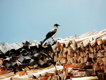 Pigeon perching on roof