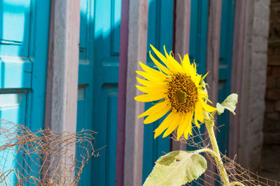 Close-up of yellow flowering plant against window