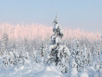 Snow covered land and trees on field against sky