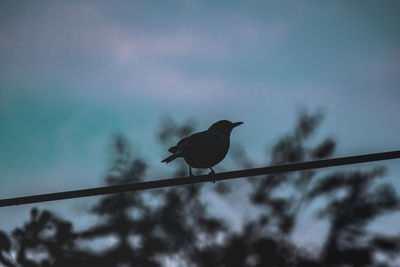 Low angle view of bird perching on cable against sky