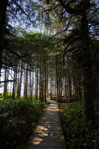 Trees in forest