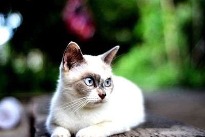 Close-up portrait of a cat