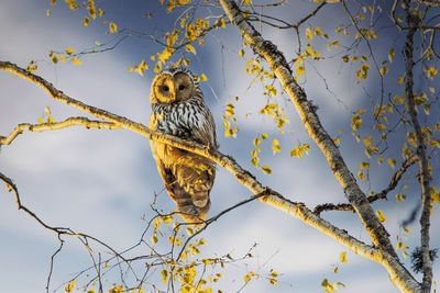 Low angle view of bird owl perching on tree