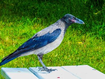 Close-up of a bird