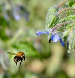 Close-up of bee pollinating on purple flower