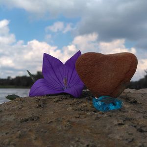 Close-up of purple flower on rock against sky