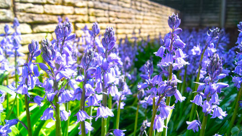 Close-up of purple flowers