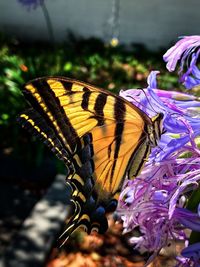 Close-up of butterfly pollinating on purple flower