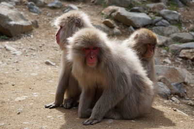 Monkey sitting on rock