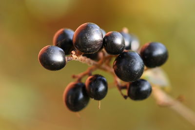 Close-up of berries growing on plant