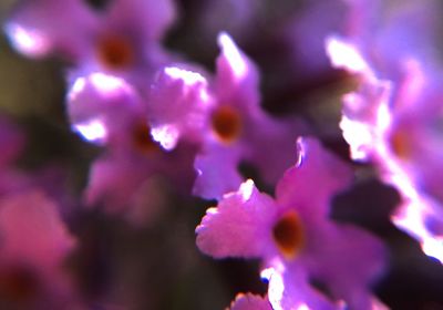 Close-up of purple flowers