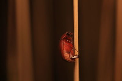 Close-up of insect on window