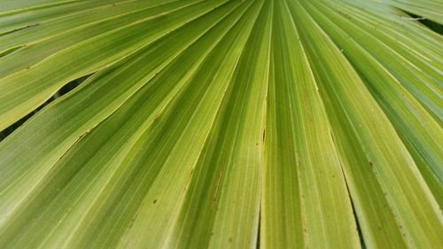 Full frame shot of palm leaf