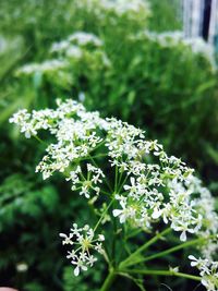 Close-up of white flowers