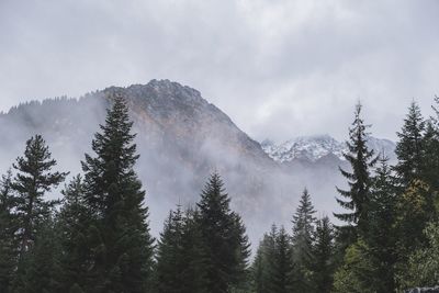 Low angle view of pine trees against sky