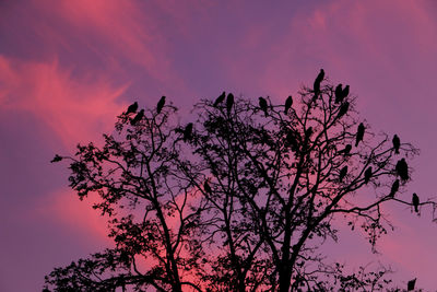 Low angle view of silhouette tree against sky during sunset