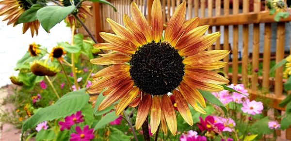 Close-up of sunflower