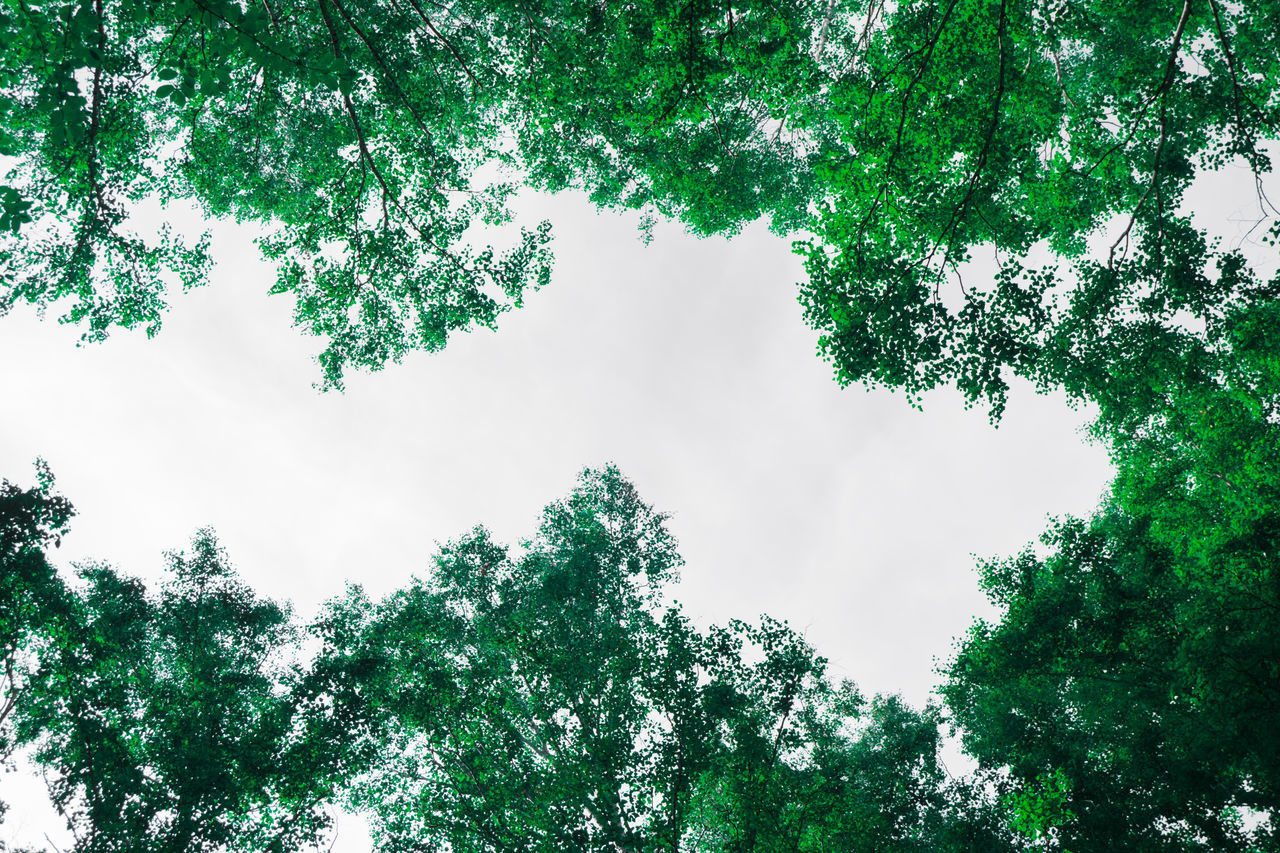 DIRECTLY BELOW SHOT OF TREES AGAINST SKY
