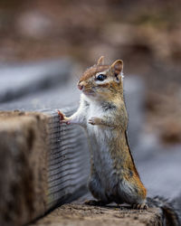 Close-up of squirrel on wood