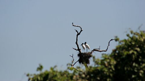 Low angle view of bird on branch against clear sky