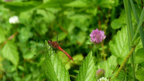 Close-up of insect on red flower