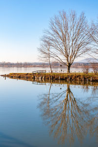 Bare tree by lake against clear blue sky