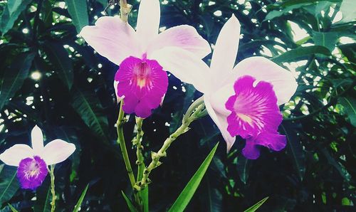Close-up of pink flowers