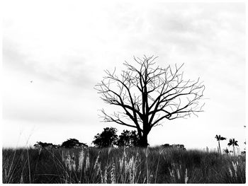 Bare tree on field against sky