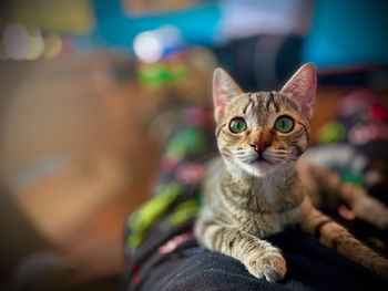 Portrait of cat sitting outdoors