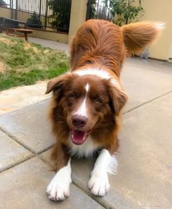Portrait of dog on footpath