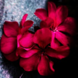 Close-up of red flowers