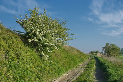 Trail amidst trees on field against sky