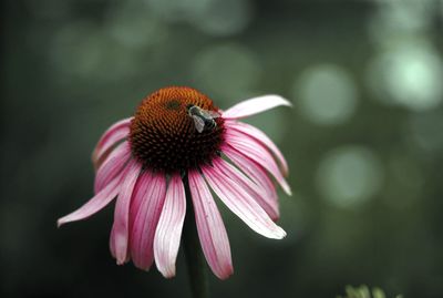 Close-up of insect on pink flower